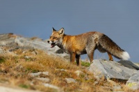 Liska obecna - Vulpes vulpes - Red Fox 2064